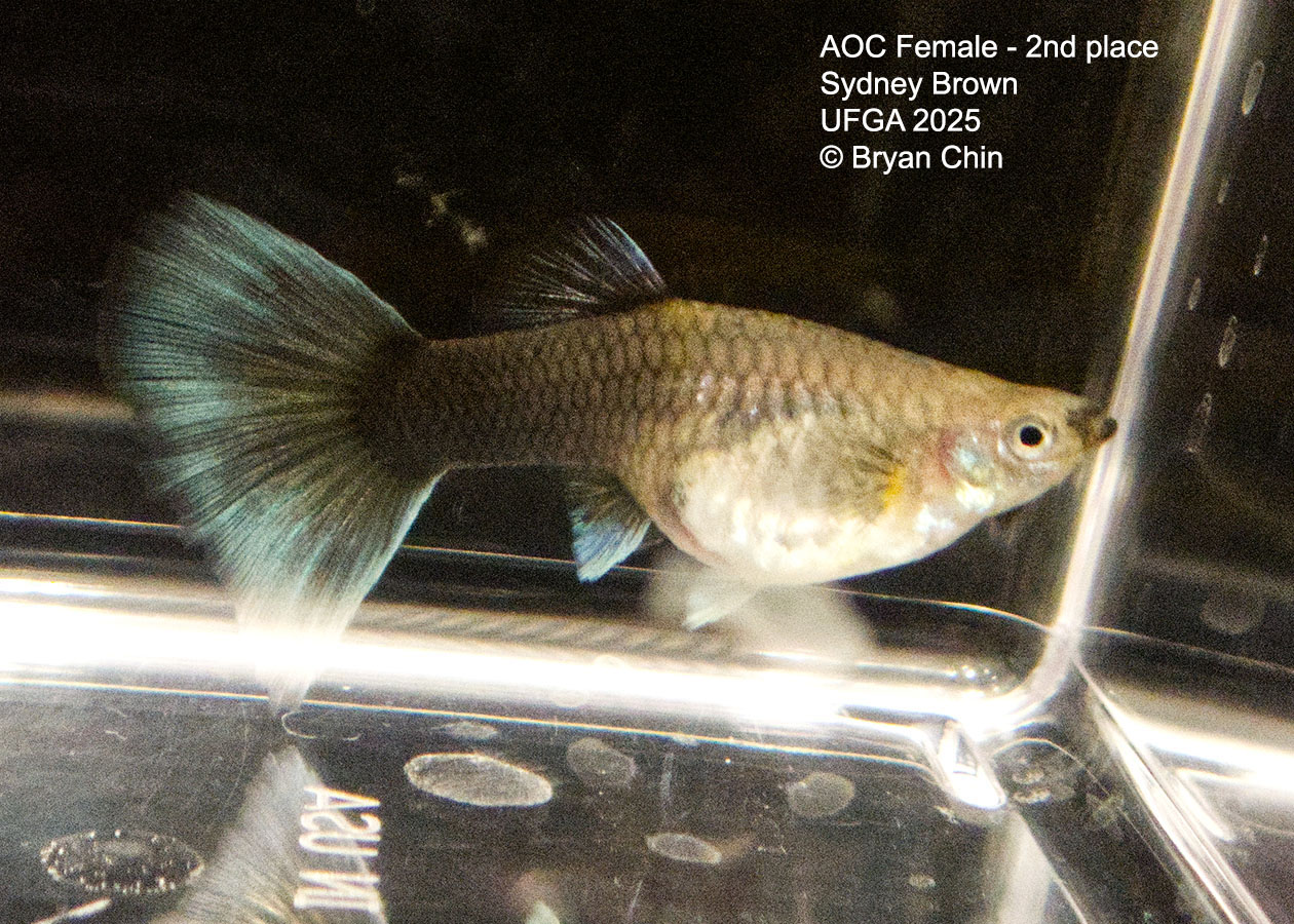 Guppy Female  HB Green